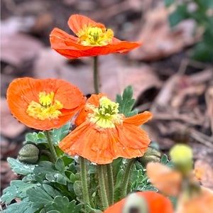 Meet your Posher, Jena